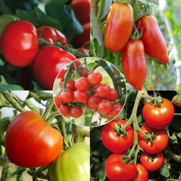 Collection de 5 tomates Bio en plants