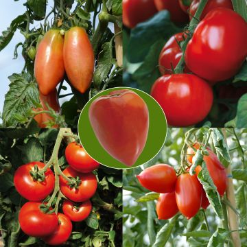 Collection de 5 tomates en plants GREFFES