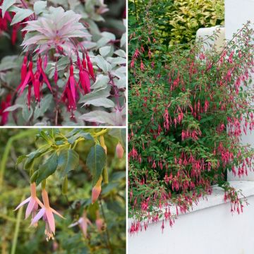 Collection de Fuchsias arbustifs rustiques