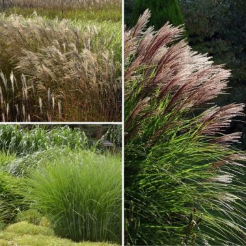 Collection Miscanthus