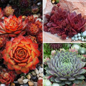 Collection Sempervivums - Joubarbes