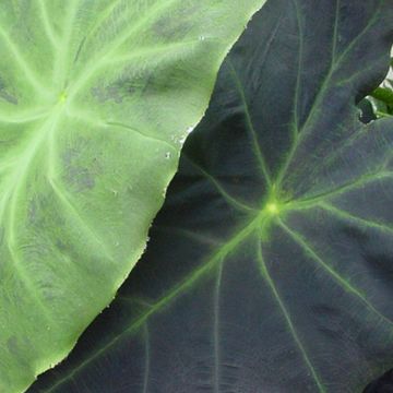 Colocasia Dragon Heart Giant - Oreille d'Eléphant 