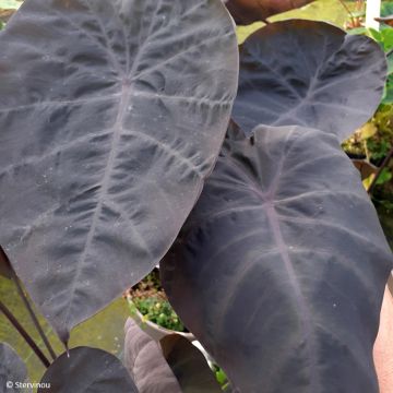 Colocasia Painted Black Gecko - Oreille d'éléphant 