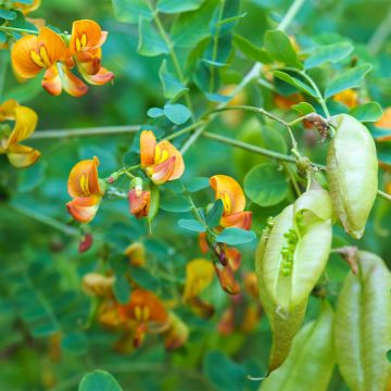 Colutea arborescens - Baguenaudier 