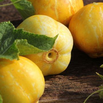 Concombre Lemon - Cucumis sativus