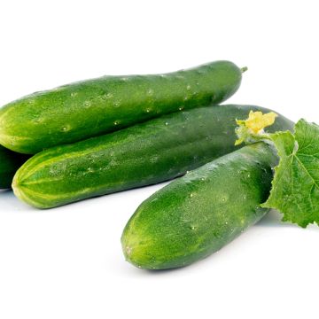 Concombre Tanja - Cucumis sativus en plants