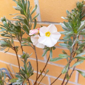 Convolvulus cneorum - Liseron argenté