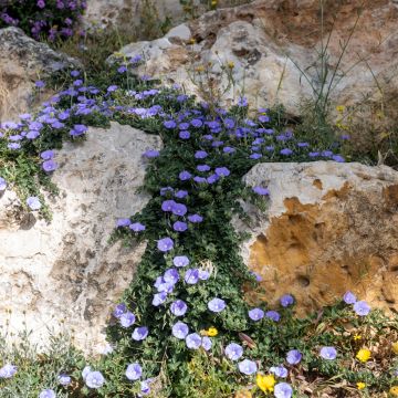 Convolvulus sabatius - Liseron de Mauritanie