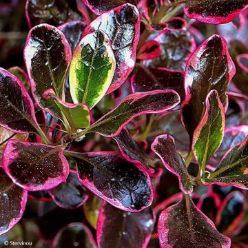 Coprosma repens Marble Queen