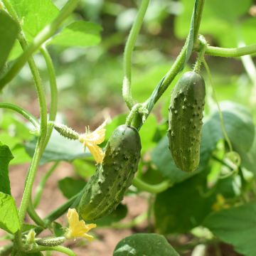 Cornichon Vert Petit de Paris Bio - Ferme de Sainte Marthe