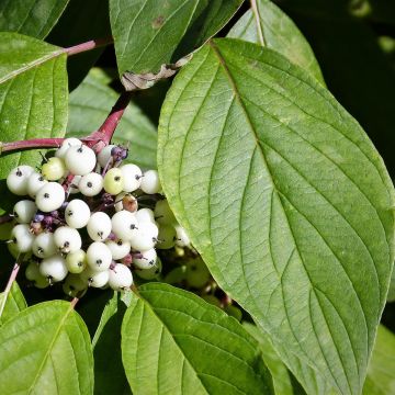 Cornus alba - Cornouiller blanc