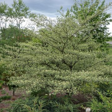 Cornus alternifolia Silver Giant - Cornouiller à feuilles alternes