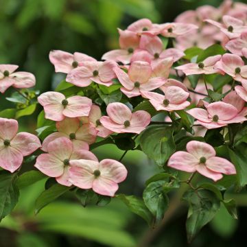 Cornus kousa Satomi - Cornouiller du Japon rose