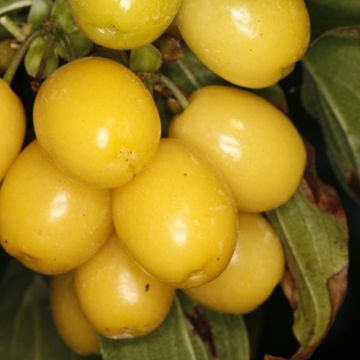 Cornus mas Flava - Cornouiller mâle