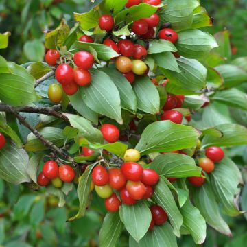 Cornus mas Juliusz - Cornouiller mâle