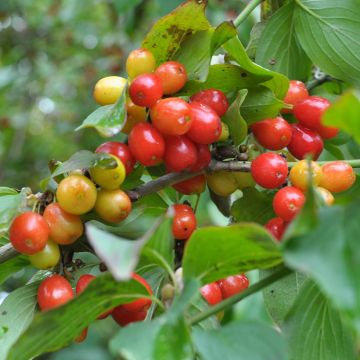 Cornus mas Koralowyj Marka - Cornouiller mâle