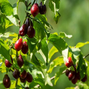 Cornus mas Nikołka - Cornouiller mâle