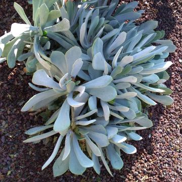 Cotyledon orbiculata Gray - Plante grasse