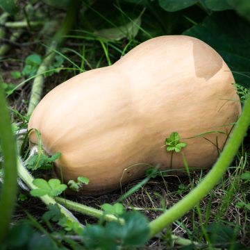 Courge Butternut Bio - Ferme de Sainte Marthe