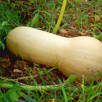 Courge Butternut Hercules F1