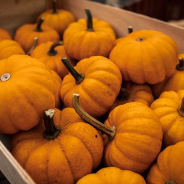 Courge Jack Be Little Bio - Ferme de Sainte Marthe