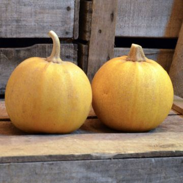 Courgette Melonnette Jaspée de Vendée AB - Ferme de Sainte Marthe