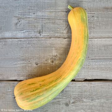 Courge Musquée Longue de Nice Bio - Ferme de Sainte Marthe