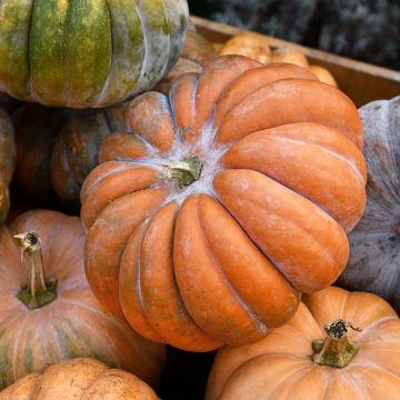 Courge Musquée Muscade AB - Ferme de Sainte Marthe