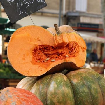 Courge Musquée Muscade de Provence - Vilmorin