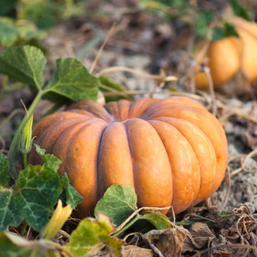 Courge Musquée d'hiver de Provence - Cucurbita moschata - graines