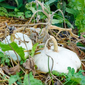 Courgette Pâtisson Blanc AB - Ferme de Sainte Marthe