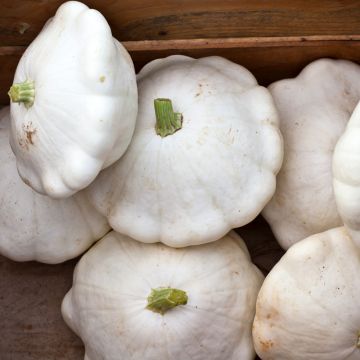 Courge Pâtisson Polo F1 - Cucurbita pepo