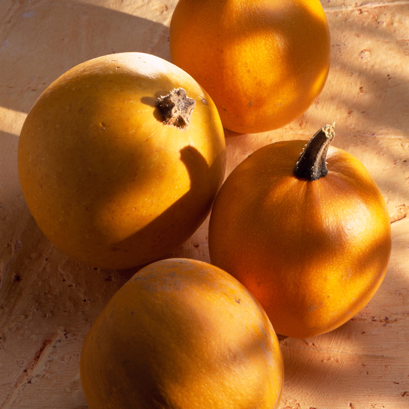 Courge Pomme d'Or Bio - Ferme de Sainte Marthe