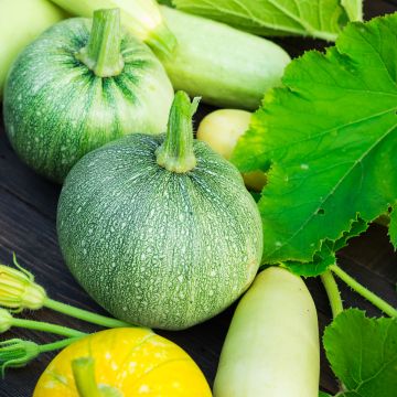 Courge à huile Miranda