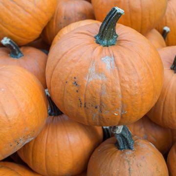 Potiron d'Halloween "Jack O'Lantern" - Cucurbita pepo