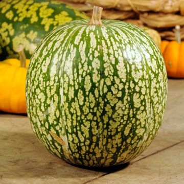 Courge de Siam Bio - Ferme de Sainte Marthe