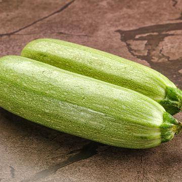 Courgette Amalthée F1 Bio - Cucurbita pepo