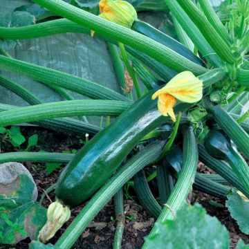 Courgette hybride Baccara