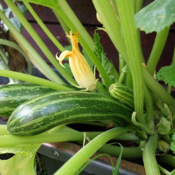 Courgette Coucourzelle AB - Ferme de Ste Marthe