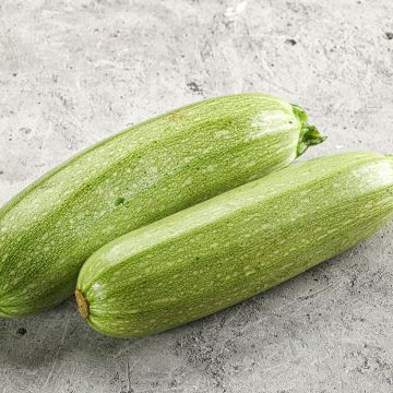 Courgette Genovese AB - Ferme de Ste Marthe