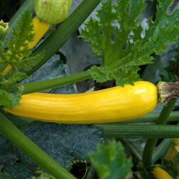 Courgette Gold Rush F1