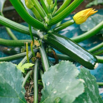 Courgette Patio Star F1 en pot