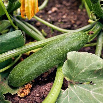 Courgette Storr's Green F1