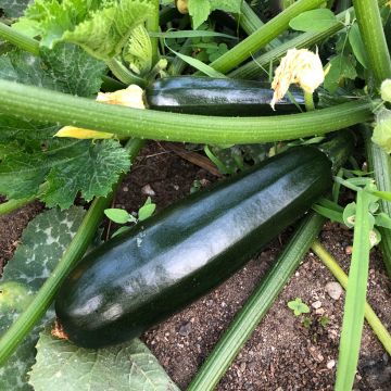 Courgette Verte de Milan ou Black Beauty - Cucurbita pepo