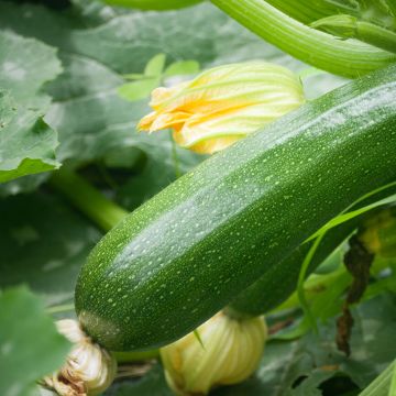 Courgette Verte non coureuse des maraîchers Bio