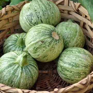 Courgette de Nice à fruit rond - Cucurbita pepo