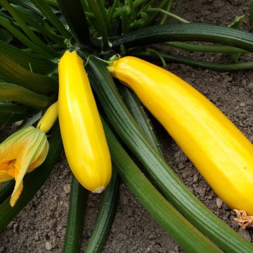 Courgette jaune Orelia F1 en plants