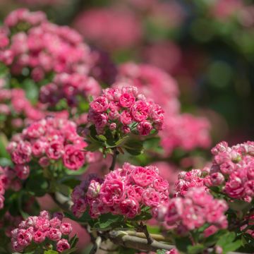 Crataegus laevigata Rosea Flore Pleno - Aubépine