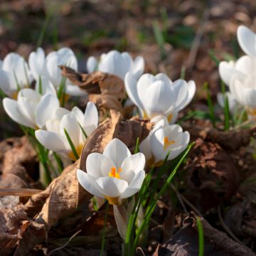 Crocus tommasinianus - Crocus de Thomas