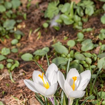 Crocus Flower Record